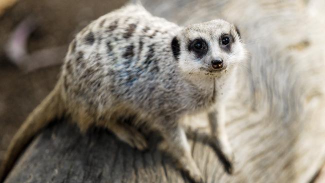 Meerkats at Paradise Country on the Gold Coast will soon have a new enclosure. Picture: Nigel Hallett