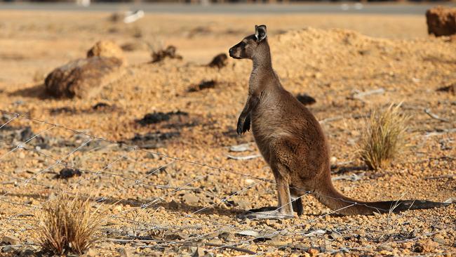 A kangaroo on Kangaroo Island. Picture: Getty Images