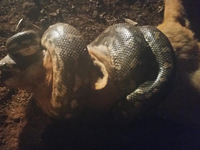 Python Constricts Fox In Epic Battle Of Nature Daily Telegraph