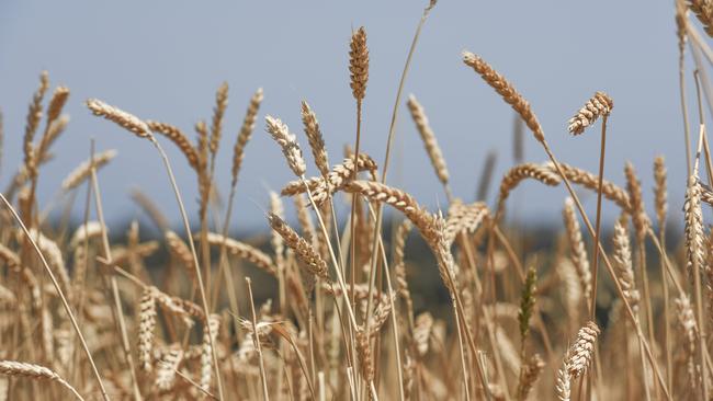 Monitor crops: Grain Growers chairman Brett Hosking said growers needed to monitor and report any pests in crops.