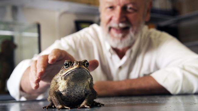 Scientist’s “ludicrous” plan to fight cane toads with more toads | The ...