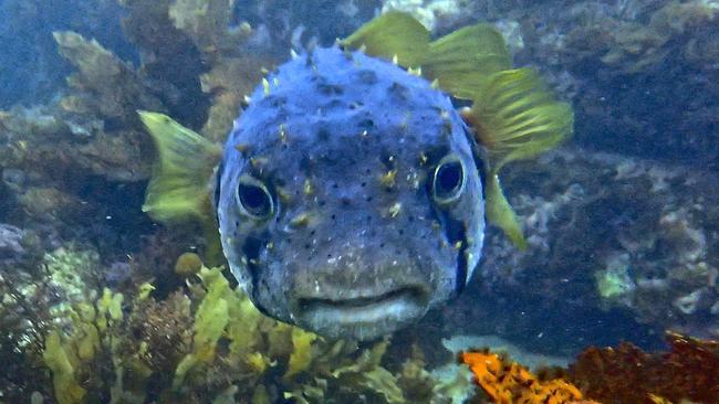 Cabbage Tree Bay is home to a diverse range of marine life. Picture: Elaine de Jager