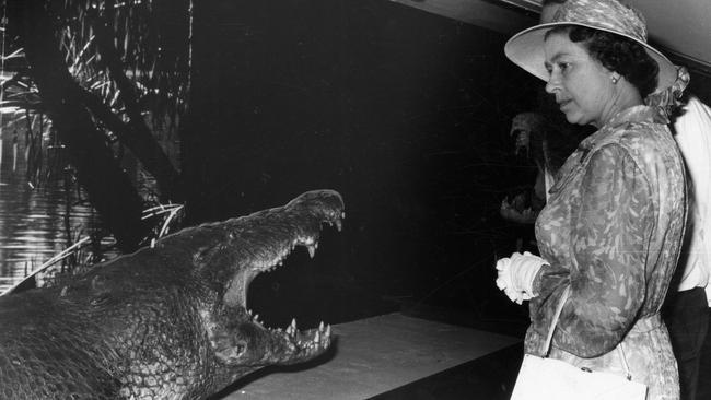 Sweetheart was then stuffed at the Museum and Art Gallery of the Northern Territory, where he was honoured with a royal visit from Queen Elizabeth II in 1982. Picture: Supplied