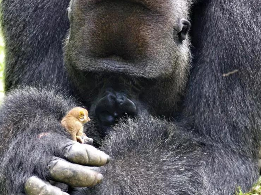 Rescue gorilla Bobo makes a tiny new pal in a bush baby he found in his enclosure