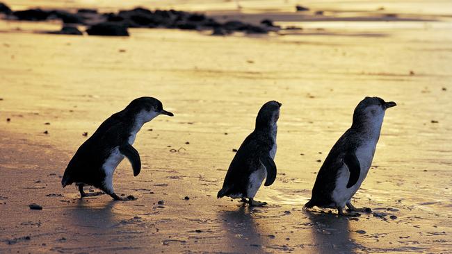 The Phillip Island Penguin Parade.