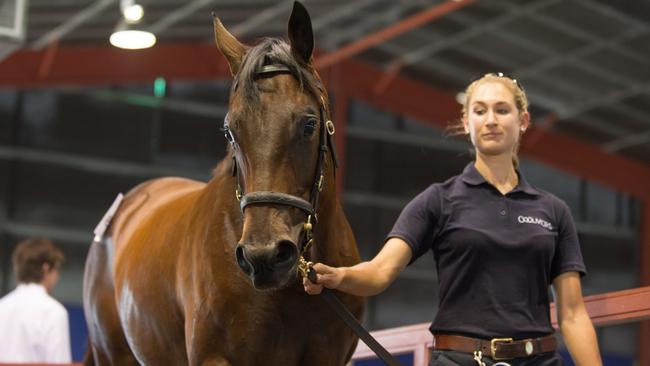 Winx when sold as a yearling at Magic Millions on the Gold Coast as Lot 329 in 2013. Picture: Magic Millions