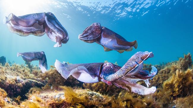 Giant Australian cuttlefish at Stony Point on the Eyre Peninsula. Picture: Carl Charter / SATC