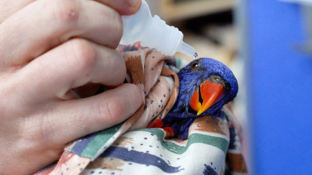 The birds are treated with eye drops if they can’t blink. Picture: RSPCA Queensland.