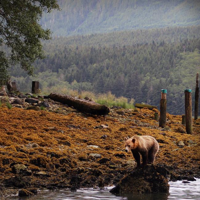 Knight Inlet Lodge, British Columbia, Canada.