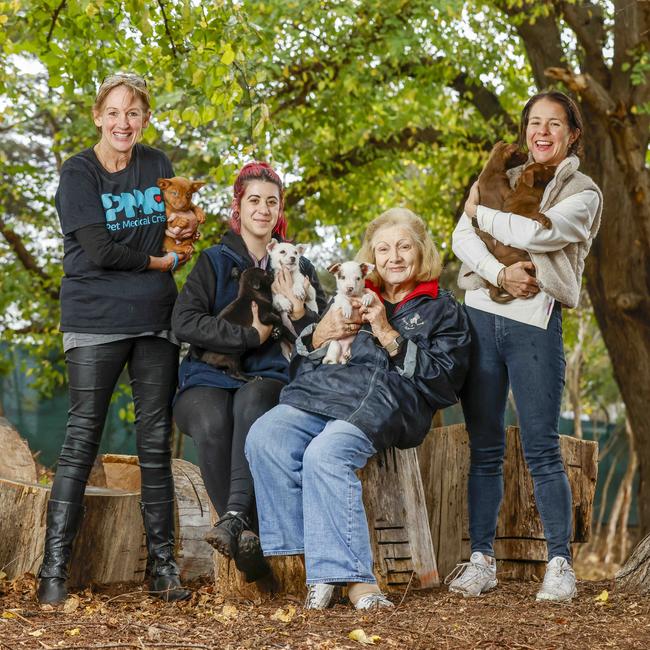 The Save-A-Dog-Scheme is a non-for-profit animal welfare group that has been running the pound for the Stonnington Council for decades. Picture: Tim Carrafa