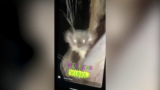 Police investigating alleged koala cruelty video