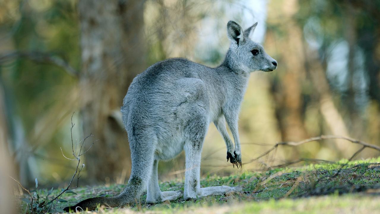 Kangaroos spotted on Maroondah Highway in Blackburn | Herald Sun