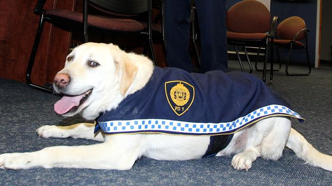 Police drug detector dog Yuli at his retirement ceremony at Launceston police headquarters.