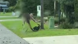 A dog had a lucky escape after it was approached by a kangaroo. Picture: TikTok/beauzyyy