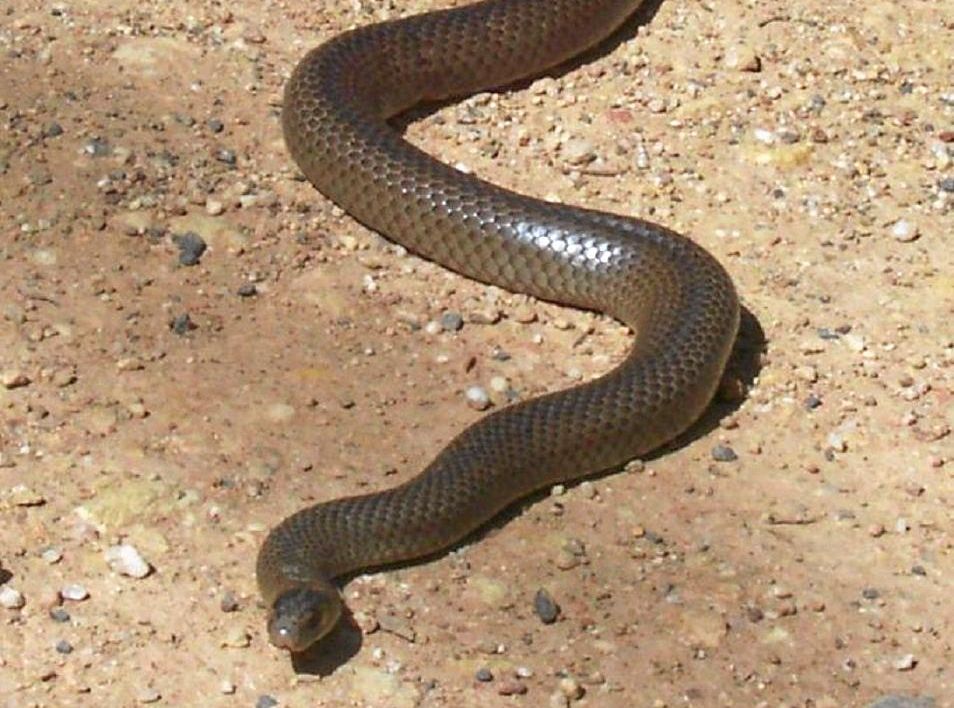 Brown Snake - All Season