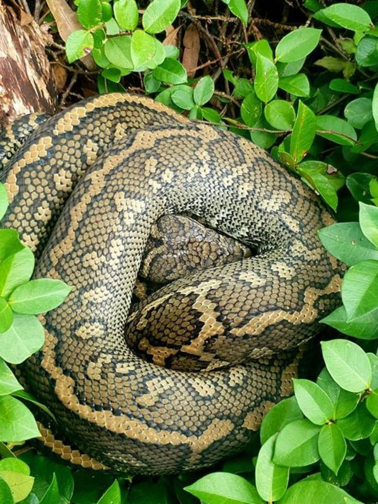 Carpet python from Elanora. Gold Coast and Brisbane Snake Catcher Tony Harrison's best photos. Photo: Gold Coast and Brisbane Snake Catcher