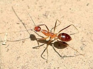 NSW Department of Primary Industries and Lismore Council staff baiting and tracking yellow crazy ants in Molesworth Street, Lismore as part of the successful bioseurity operation. No YCA have been detected in the area since May 2019. Photo: Georgia Simpson