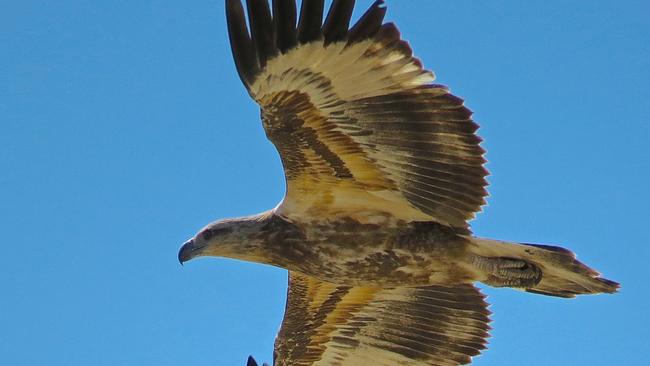 DPIPWE is on the hunt for someone seen flying a remote control plane near a juvenile white-bellied sea eagle (similar to the one pictured) on Sunday.