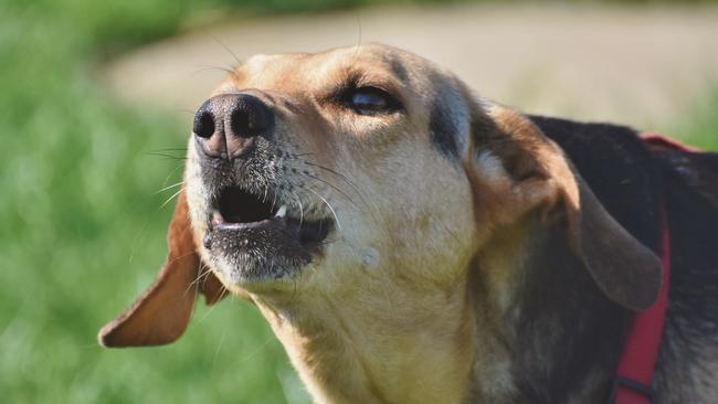 Complaints about barking dogs can be made to Gold Coast City Council