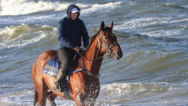 Melbourne Cup fancy Jameka at the beach on Monday. Picture: Ian Currie