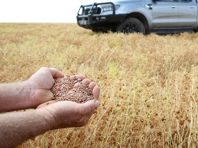 Rick Plant, with his lentils, Manangatang, Picture Yuri Kouzmin