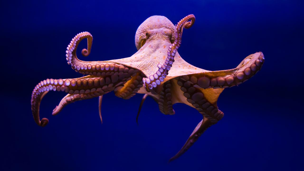 An Australian study has discovered female octopuses throw things at males sexually harassing them. Picture: iStock