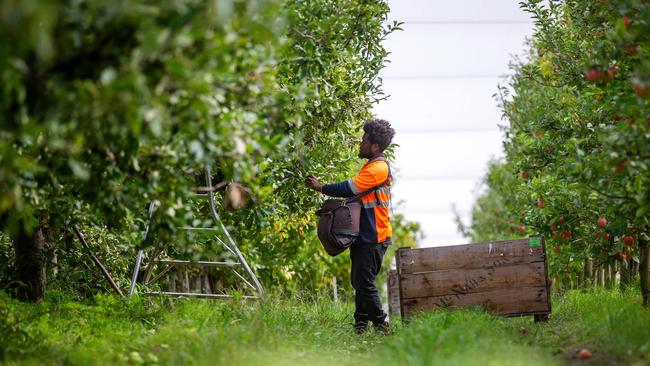 First arrivals of Pacific workers to the seasonal workforce in the Yarra Ranges at Vernview Apple Orchard in Launching Place. Picture: Mark Stewart