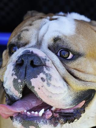 Blacktown Pet Festival | Daily Telegraph