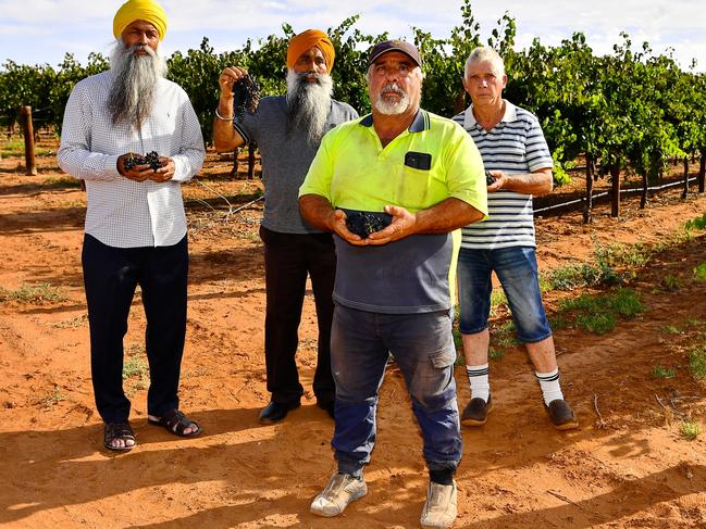 Grape growers Parmjit Singh Bagri, Jaswinder Singh, Jim Giahgias and Jason Perrin in Barmera. Picture: Grant Schwartzkopff