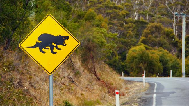 Save the Tasmanian Devil Program chasing roadkill data | news.com.au ...