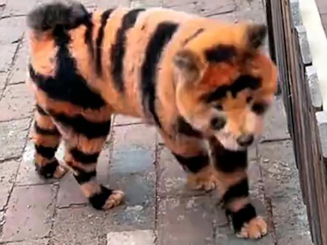 Footage shows a dog painted as a tiger in the Taizhou Zoo located in Jiangsu Province, China, undated. The video was shared on Douyin the Chinese version of TikTok on Friday, Jan. 24, 2025. (AsiaWire/NX)  Picture: Asiawire/NX