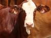 Foot and mouth disease in Australia spreads: what we know