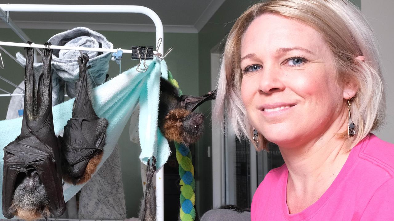 Leila Merritt, a wildlife volunteer, is helping to look after 40 flying foxes. Picture: Mark Wilson