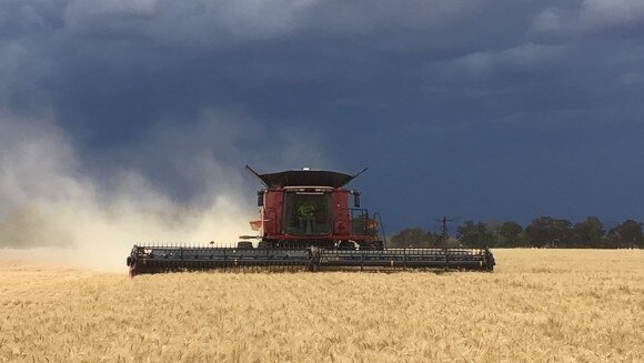 Harvest at Glenalla, Hazeldene Past Co in the central west of NSW. Picture: Supplied