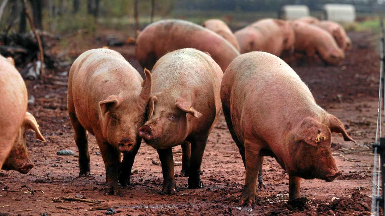 A South Burnett piggery has started a huge expansion project. Picture: Contributed