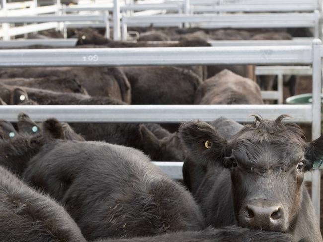 LIVESTOCK: Ballarat Saleyards cattle salesPICTURED: Ballarat Saleyards cattle sales. Angus cattle. Generic cattle sales. Stock Photo.Picture: Zoe Phillips