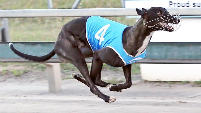 Columbian King in full flight. Picture: justgreyhoundphotos