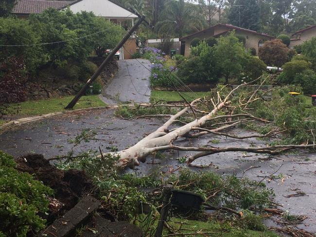 Trees are powerlines down at West Pennant Hills. Picture: Lynda Fallon