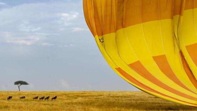 A small troupe of wild blue wildebeest watches from a safe distance as a hot-air balloon lands on the Maasai Mara, Kenya. Picture: Michael Hegyi/TNC Photo Contest 2023