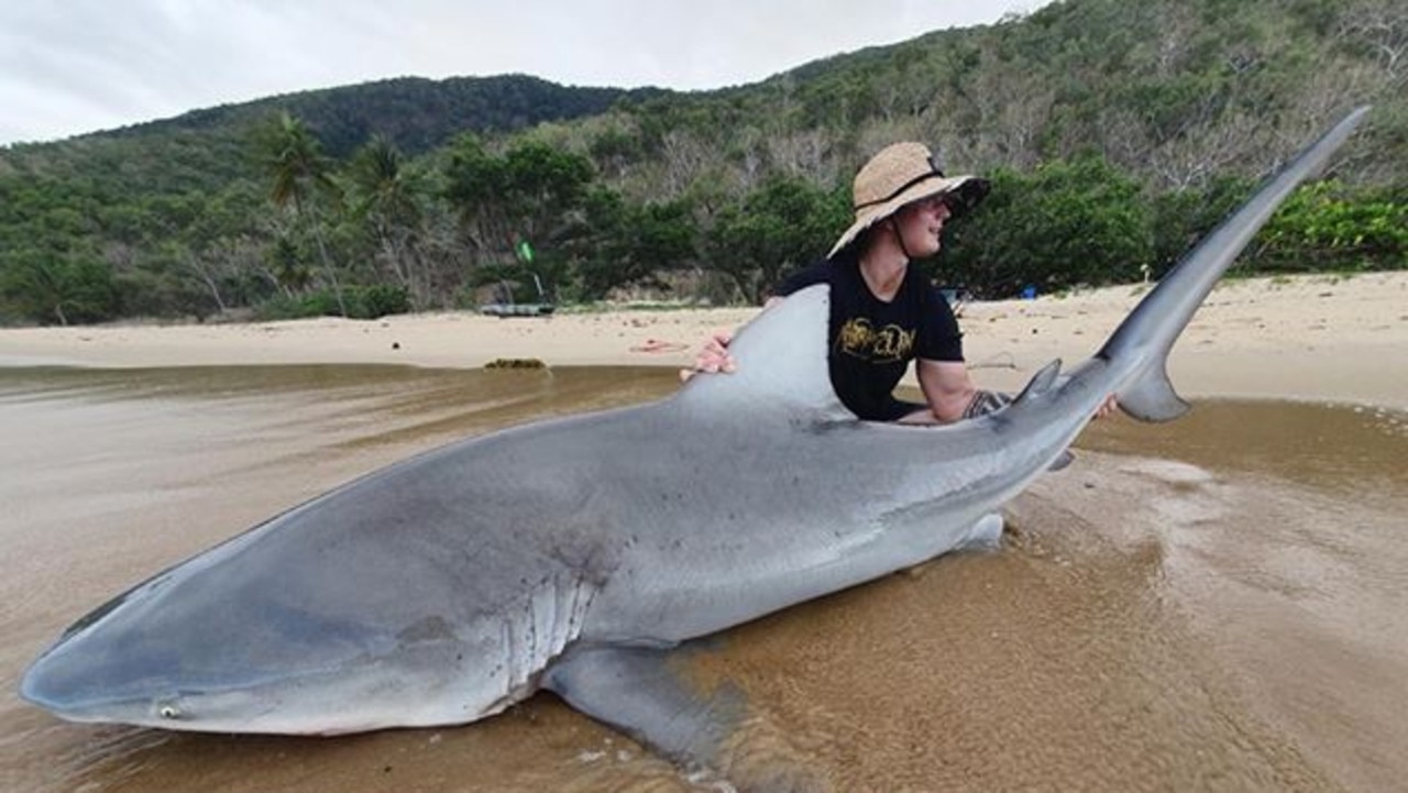 Cairns sharks: Hefty tiger and bull sharks caught off Cairns
