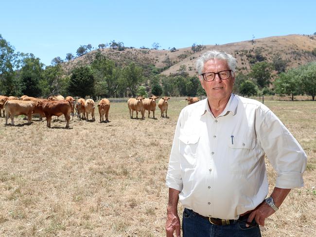 David Blackmore with his cattle, Alexandra,   Picture Yuri Kouzmin