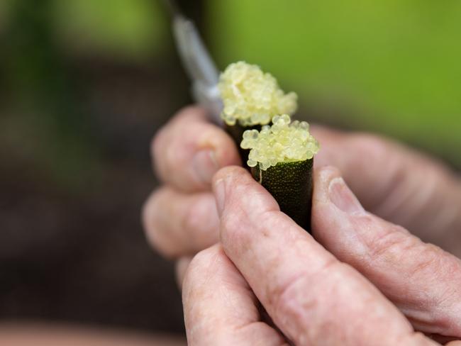 COPYRIGHT WARNING for Moreton Life ONLY. Phone Kylie Knight 3480 8226. Bob Schultz's finger limes orchard at Wamuran.