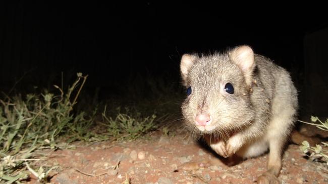 A burrowing bettong. Picture: Nathan Beerkens/Arid Recovery