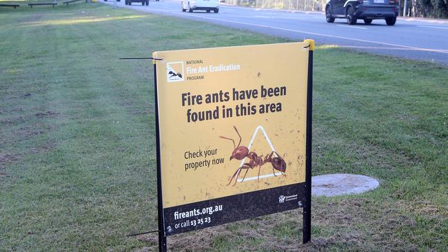 Fire ants are rapidly spreading. Picture by Richard Gosling