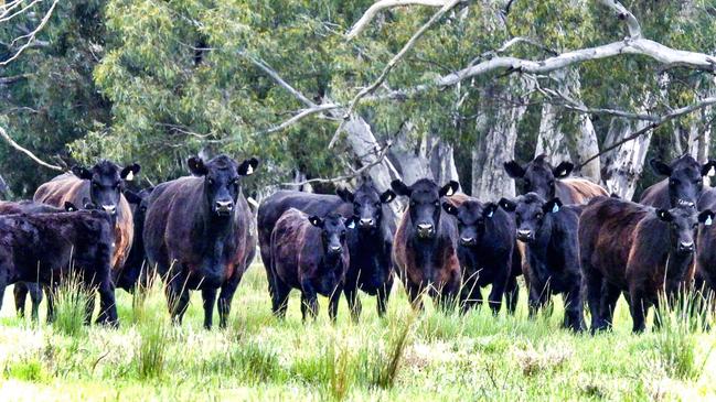 The Scott family have run 300 cows plus their followers and 1200 ewes and lambs at Aratula.