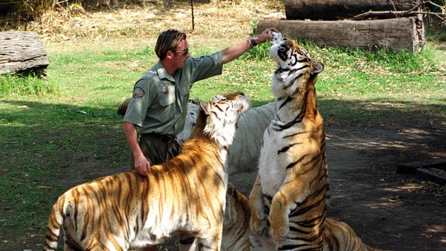 Handler Robbie Joyes feeds Sultan the tiger involved as Rama looks on. Picture: Paul Riley