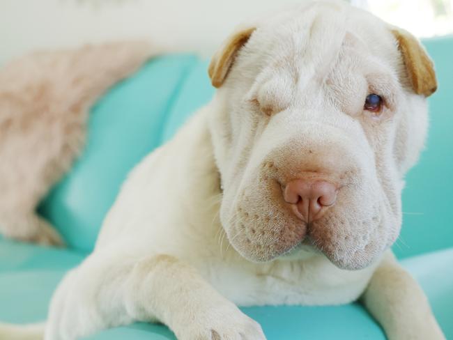 4 month old Shar Pei Luna who was rescued by Precious Paws from a backyard breeder who was trying to drown her litter and lost her eye during her recovery. Picture Lachie Millard