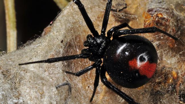 Queenslanders put their faith in wild remedies to save them from the fate of a redback spider bite. Picture: J Hodgson