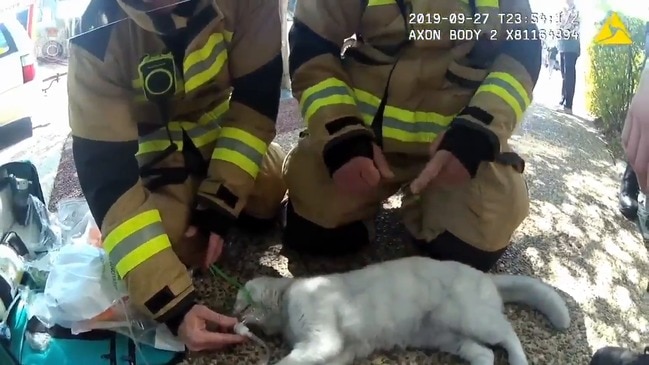 Cats rescued from fire