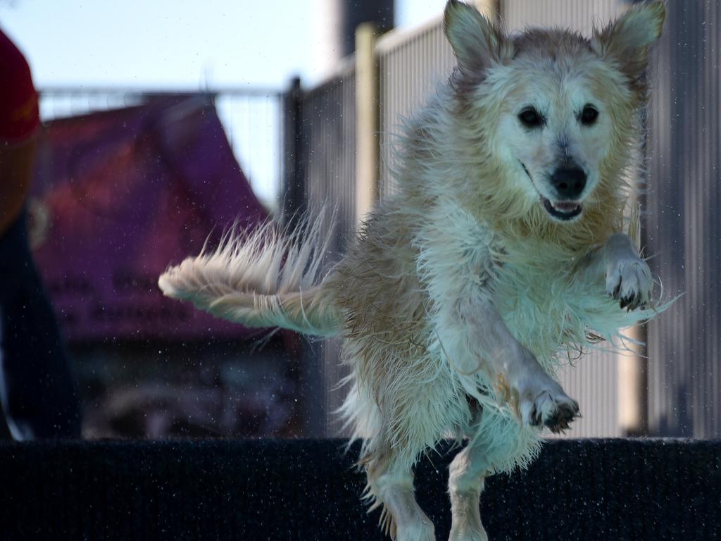 Dogs jumping off jetties | The Mercury